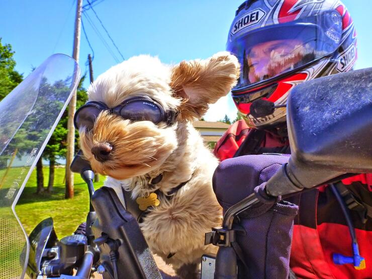 Motorcycle Travel With Your Dog | Northern Ontario Travel